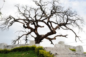 Árvore dos enforcados em Araxá - Imagem: Panoramio